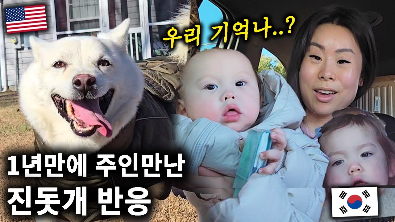 미국에서 1년 만에 다시 만난 진돗개.. 주인과 아기를 기억할까?