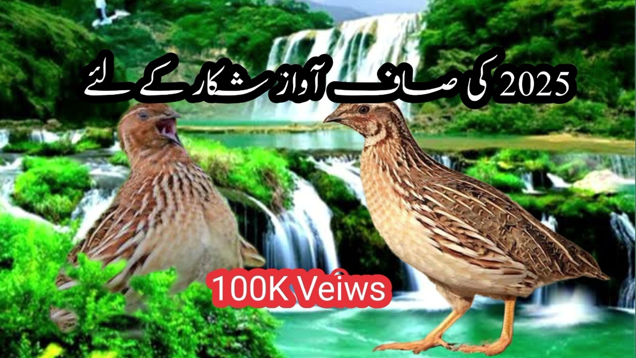 Batair Ki Awaz || Quail Voice || 2025 Ki Saif Awaz Shikar K liya 