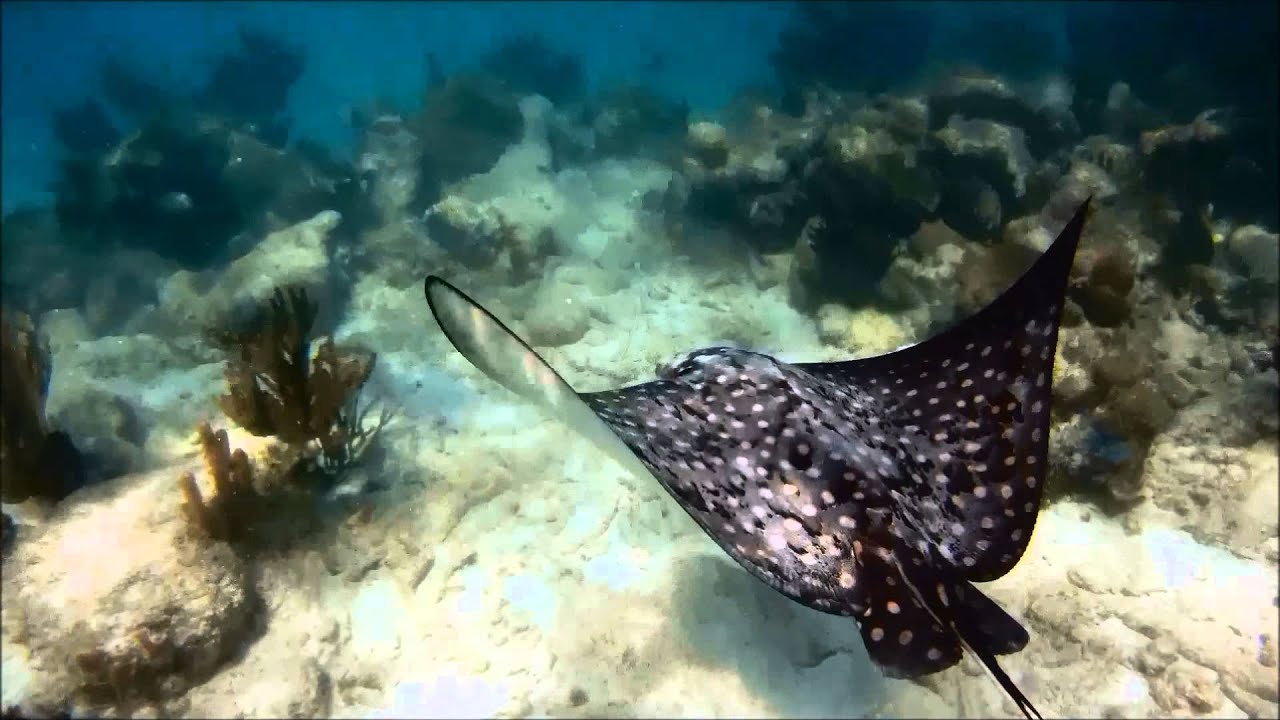 Akumal Snorkeling