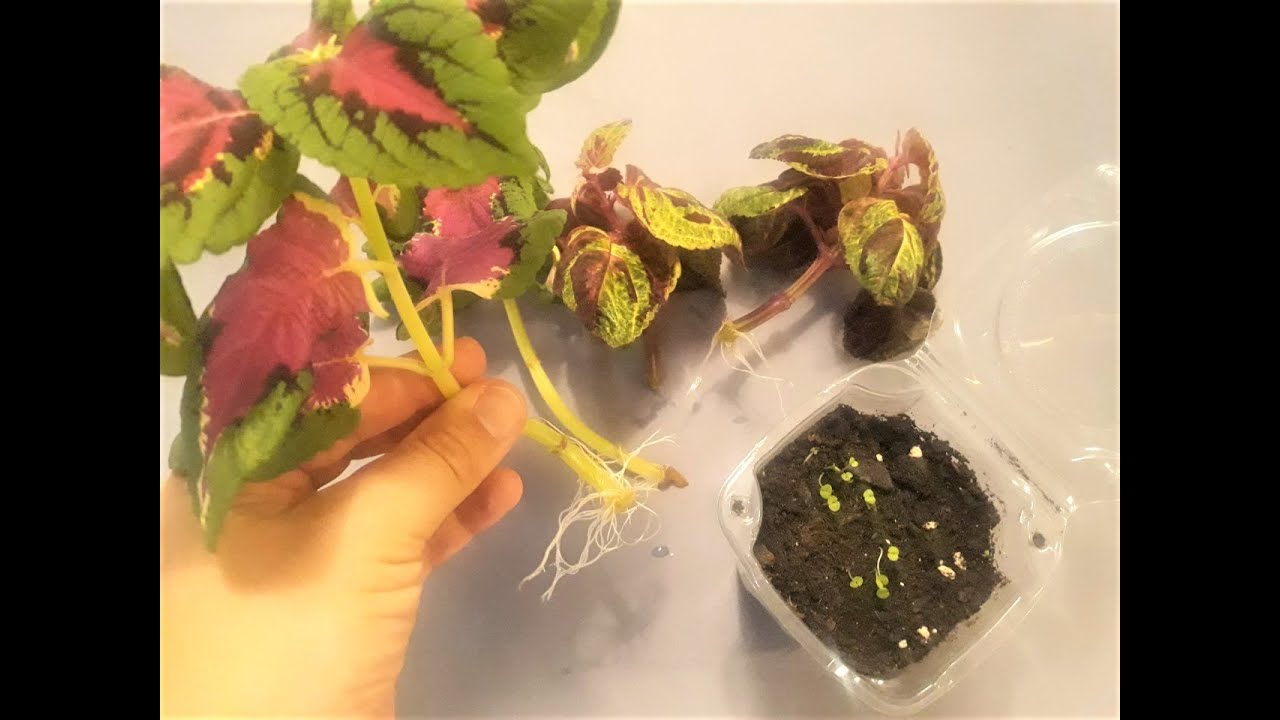 COMO REPRODUCIR COLEOS O CRETONAS MEDIANTE SEMILLAS O ESQUEJES 🌱 REPRODUCIR COLEUS