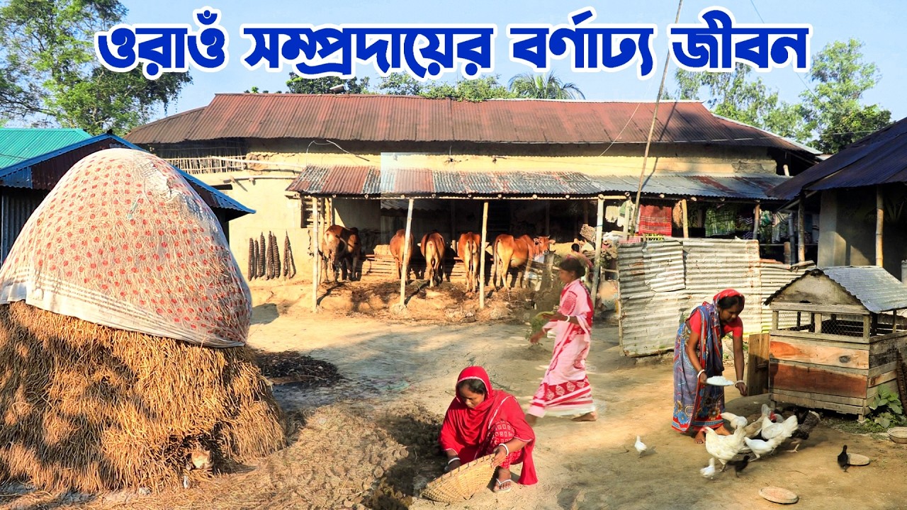 উত্তরবঙ্গের ওরাওঁ সম্প্রদায়ের বর্ণাঢ্য জীবন || Panorama Documentary