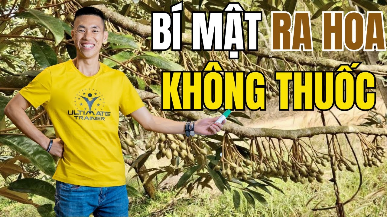 Tại sao tôi không dùng pacloputrazol để kích thích ra hoa sầu riêng nữa | Phạm Đức Thiện
