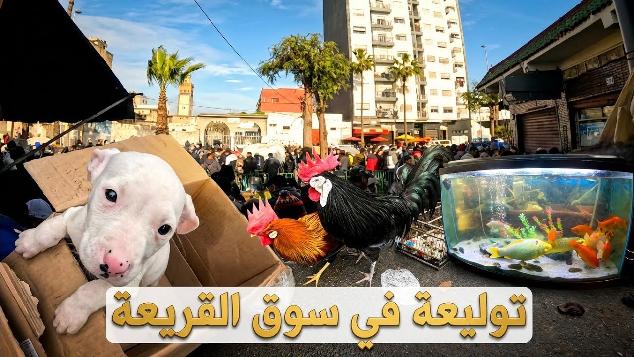 توليعة في سوق القريعة للطيور والحيوانات بتاريخ 25/01/2026