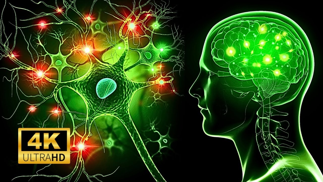 Объяснение нервной системы менее чем за 5 минут!