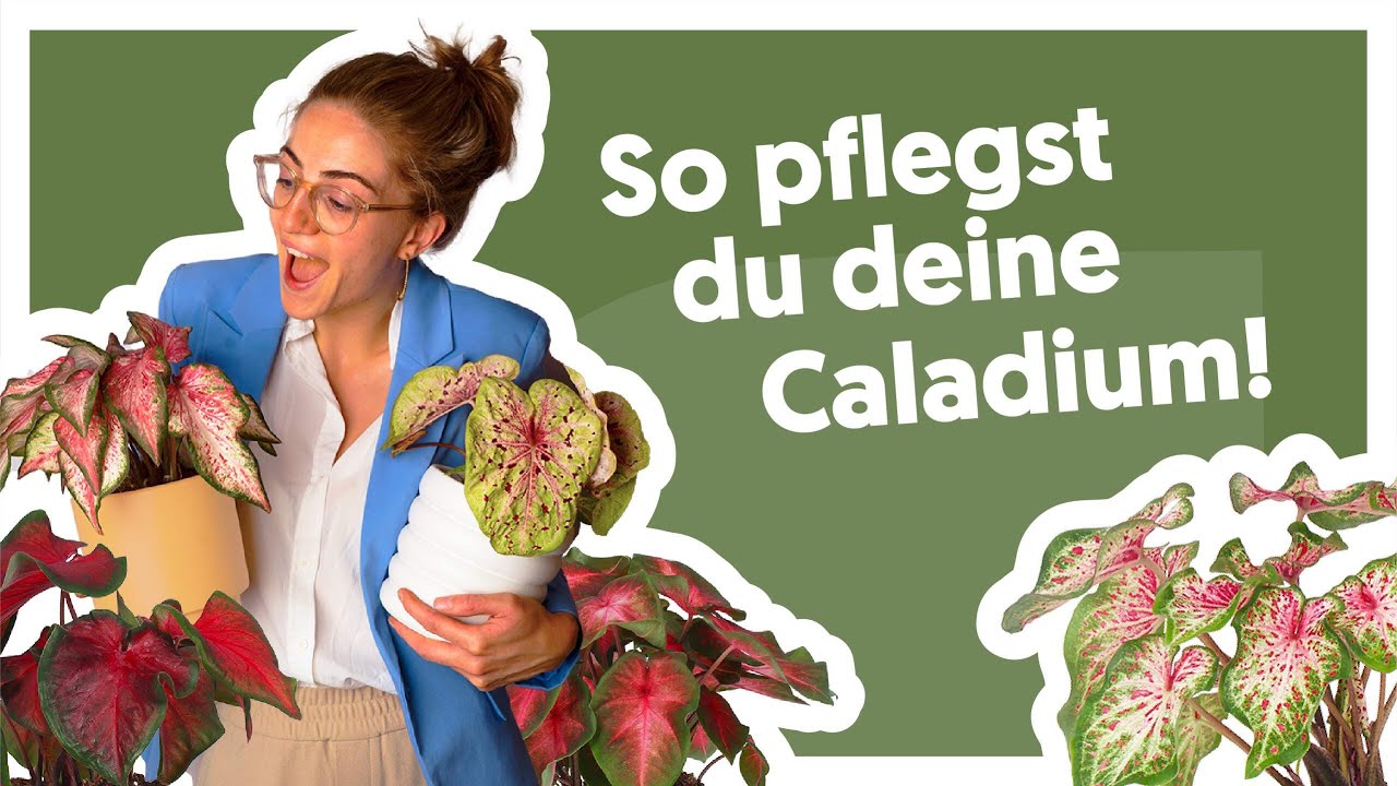 Caladium (Buntwurz) Verpflegung 🪴 | Plantsome Pflanzengefl&uuml;ster