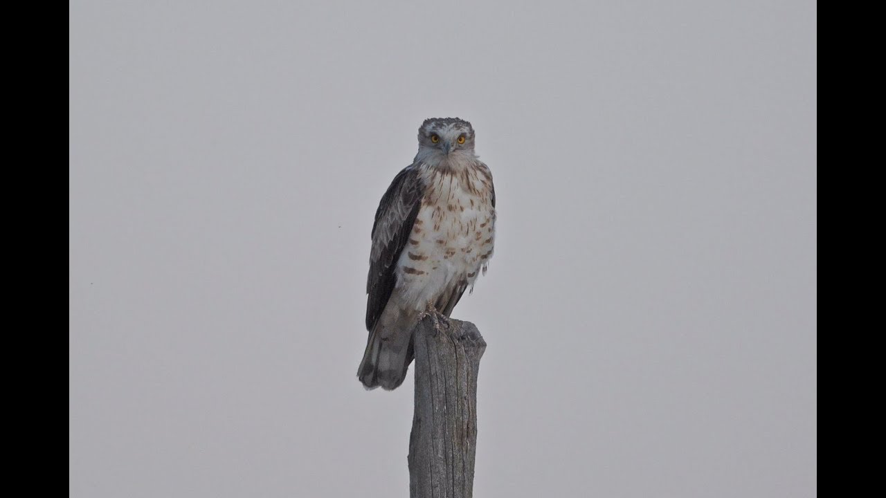 Spring birding Aragon - Belchite desert (part 3 of 3)