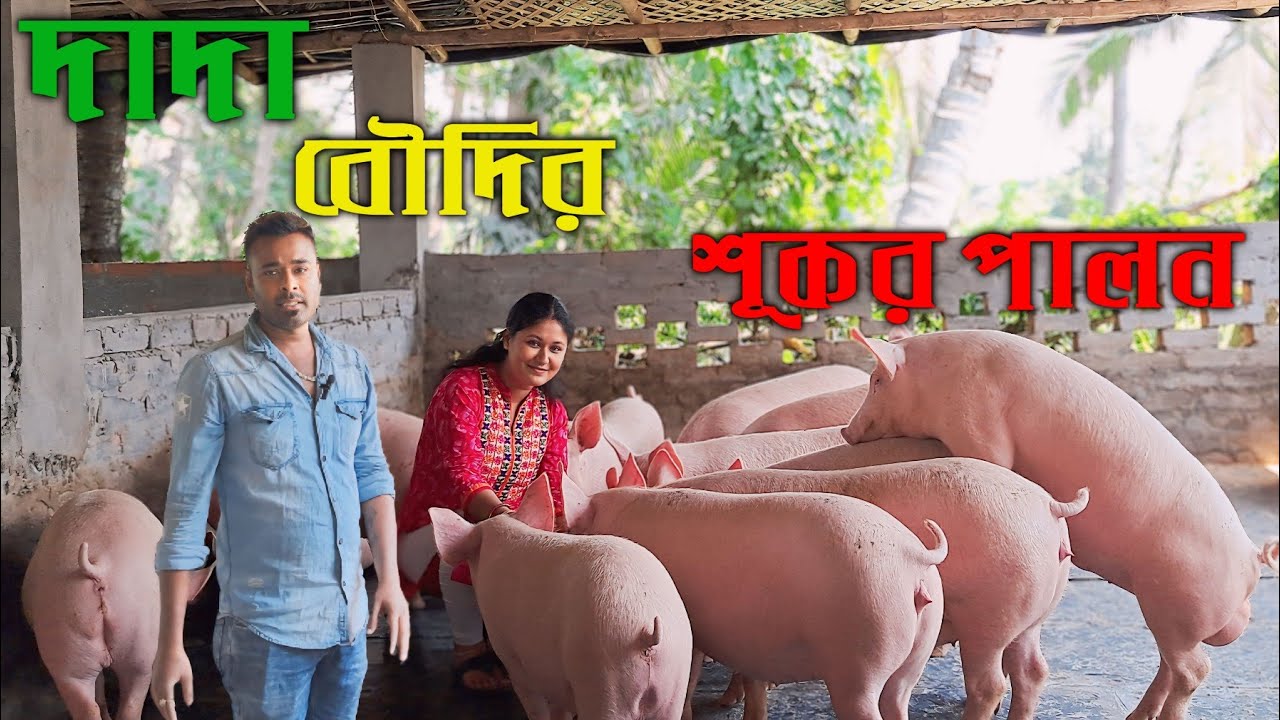 pig farm in West Bengal/দাদা বৌদির শূকর পালন/pig farm