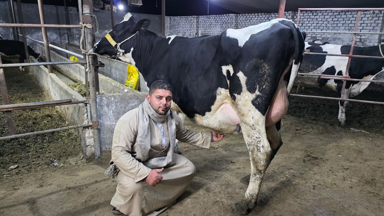 دبابات بقر والد بالحجم العائلي في مزرعة المعلم محمد طلعت أضخم بقر  والد وعشر ولبن 👍 بتاريخ/ 8 / 3