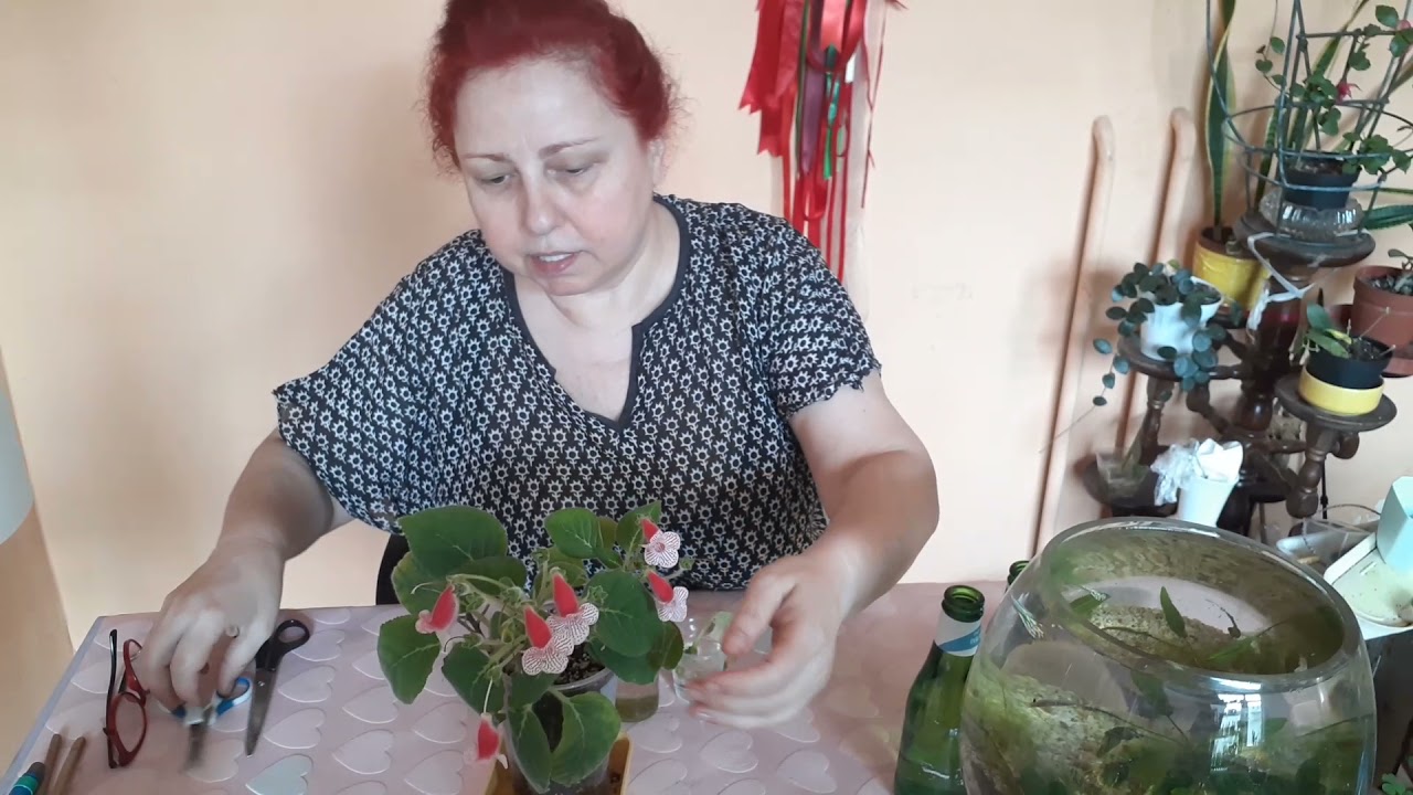 KOHLERIA ÜRETİMİ
