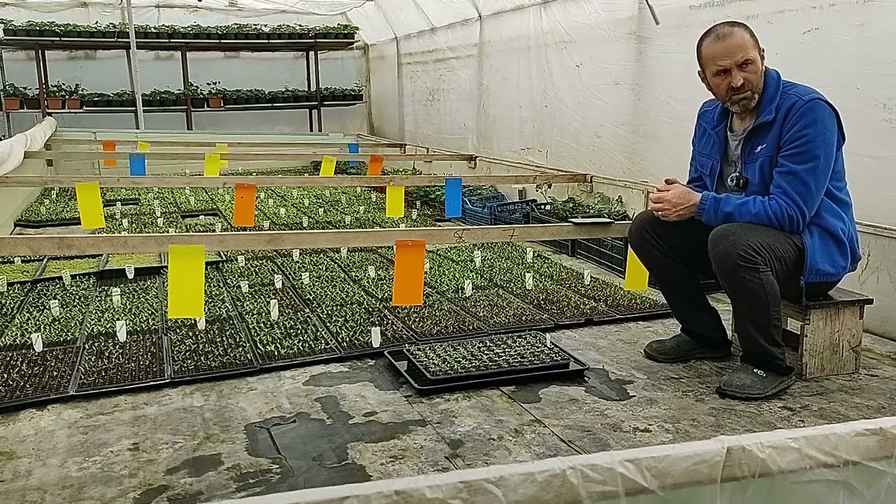 MEDICAMENTE SAU HRANA ORGANICĂ PENTRU RASADURI???
