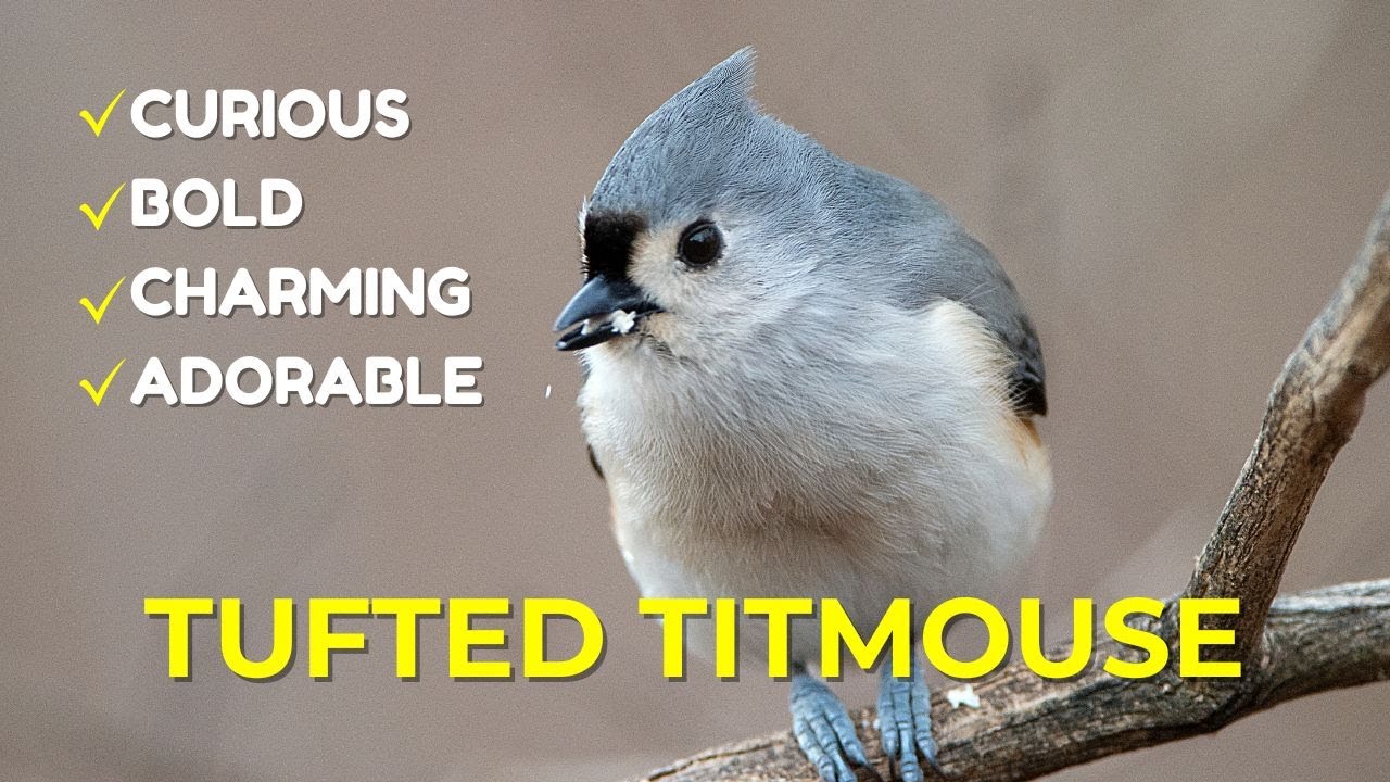 5 Reasons to Love the Tufted Titmouse