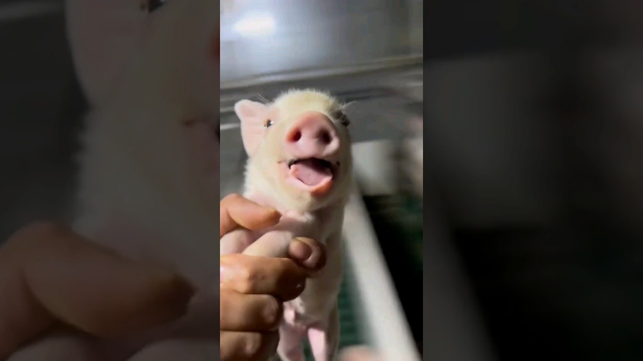 Cute piglet laughing  😍
