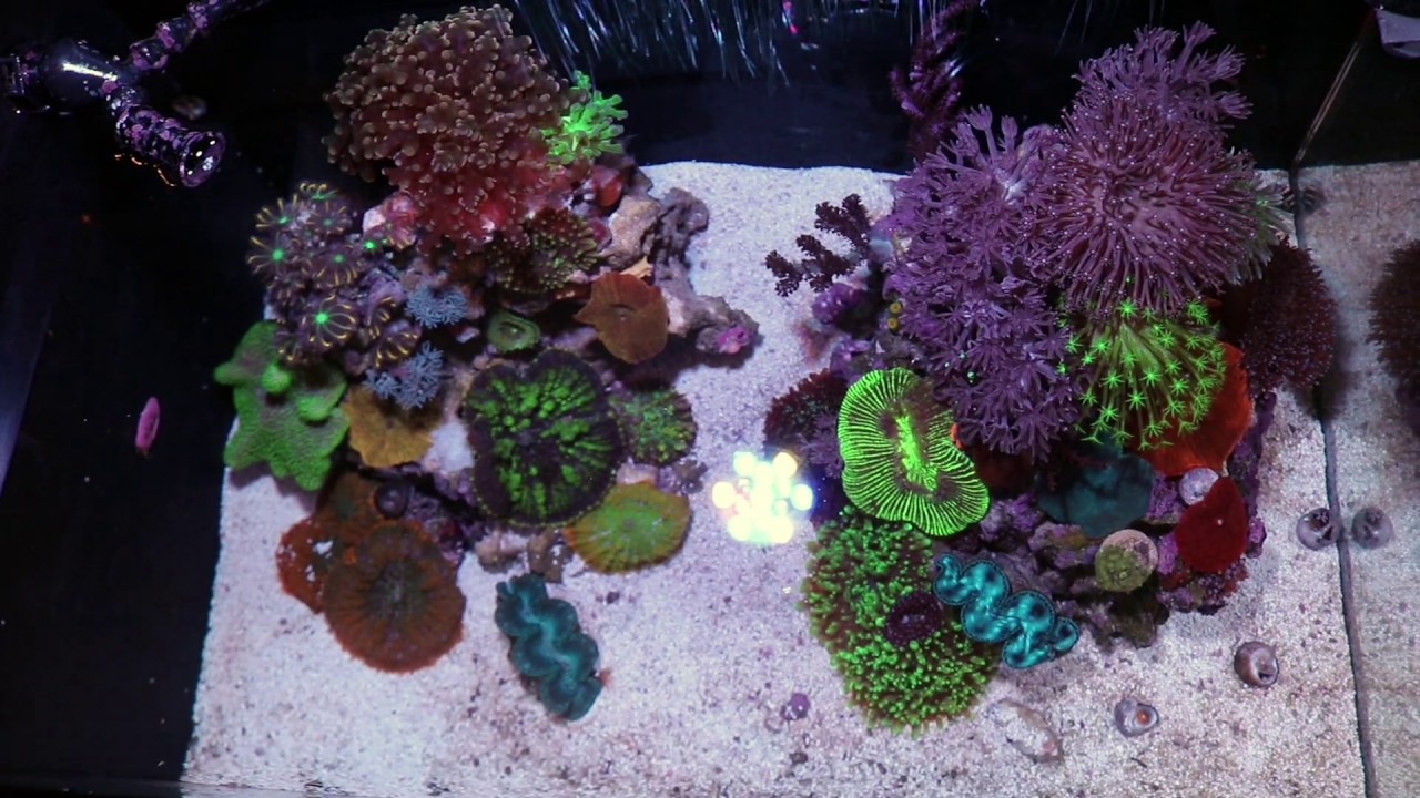 Fluval Evo 13.5 Reef Tank - What corals you can keep