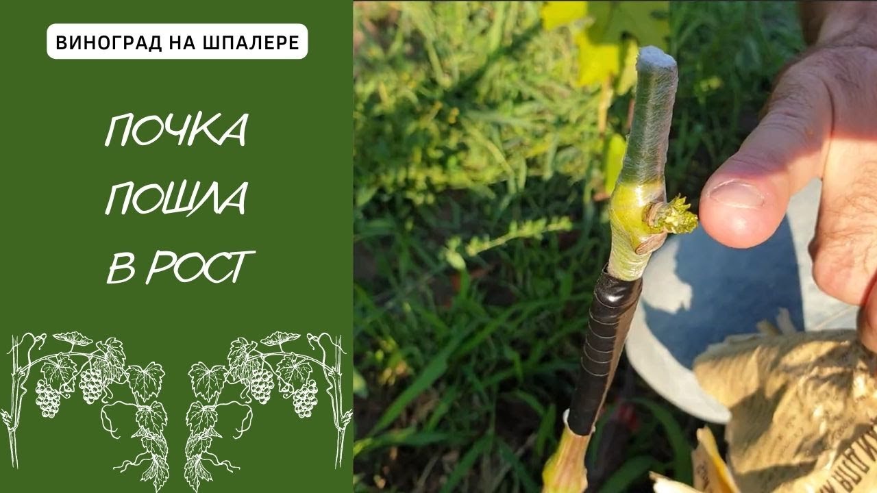 Почка пошла в рост. Как понять, что прививка прижилась?