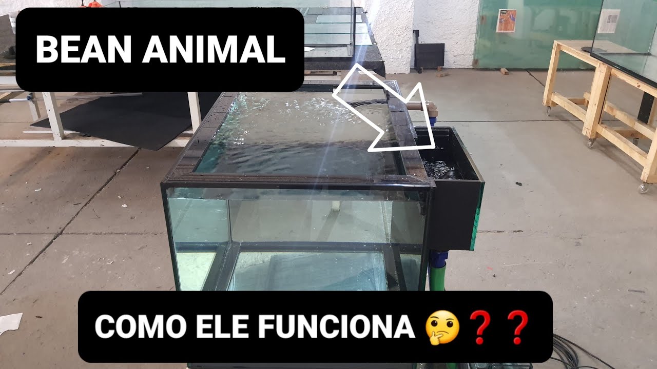 |BEAN ANIMAL| |OVERFLOW| COMO ELE FUNCIONA NA PRATICA. FEITO E EXPLICADO  POR |MASTER FISH|