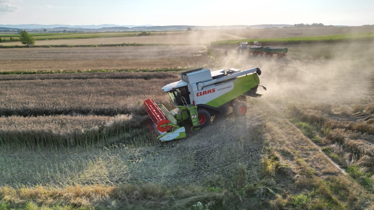 Żniwa 2024 - Claas Lexion 550