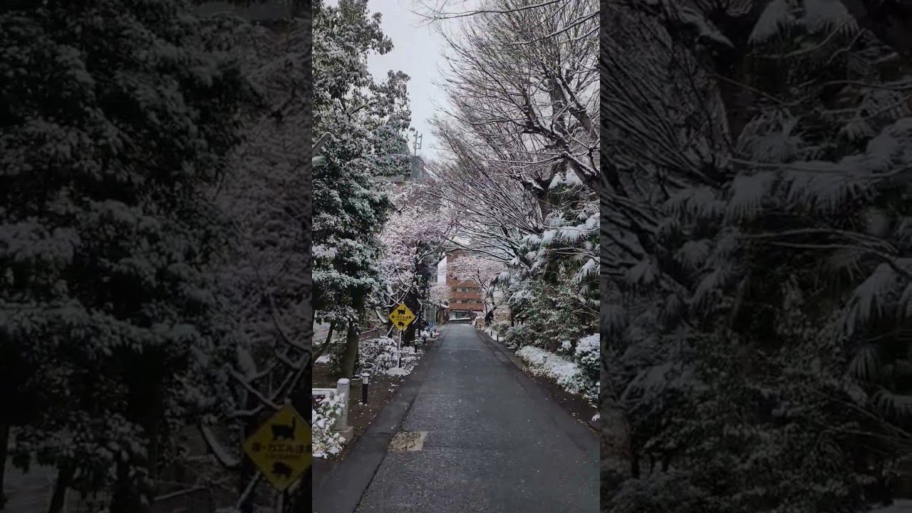 2026年2月　桜並木に積雪＠本立寺五反田東京