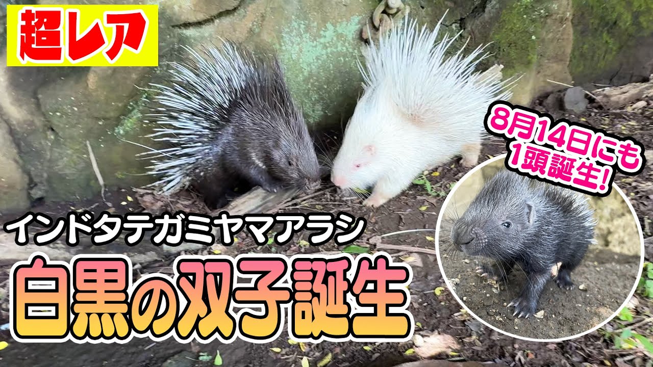 【超レア】16年ぶり繁殖！インドタテガミヤマアラシの双子と赤ちゃんを紹介