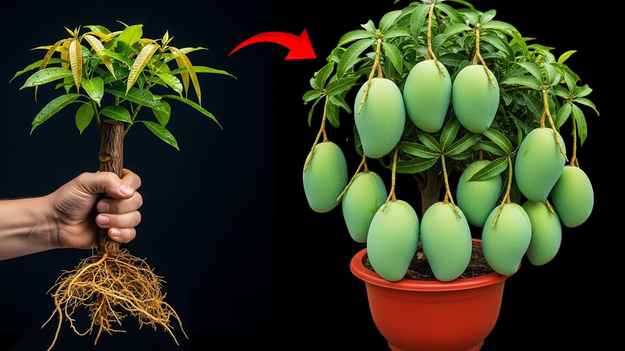🌱How To Propagate Mango   Soursop and Sapodilla Trees Cutting Faster