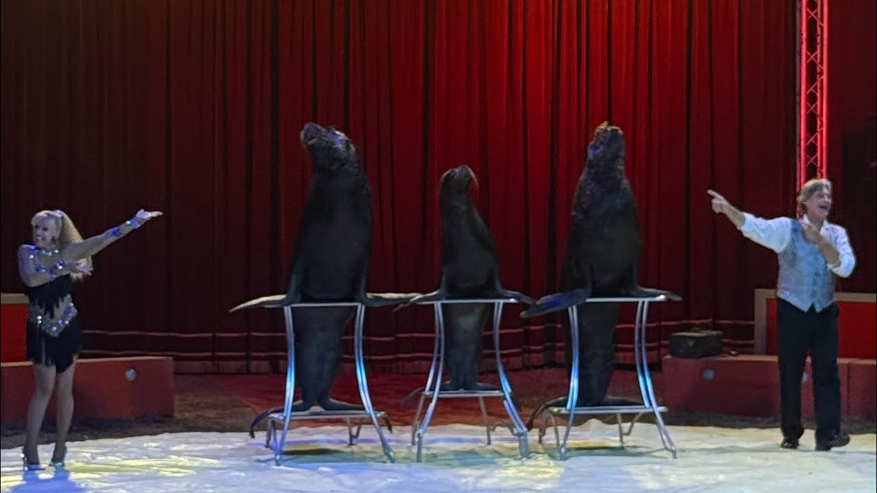 I MAESTOSI LEONI MARINI!!! CIRCO ORFEI; circhi_in_Italia.