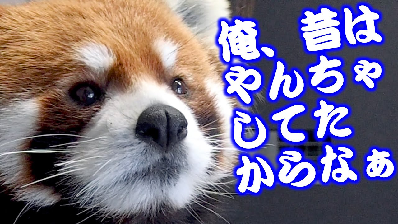 【円山動物園のレッサーパンダ】若い頃はやんちゃした…とエイタ　Red Panda EITA at Maruyama Zoo