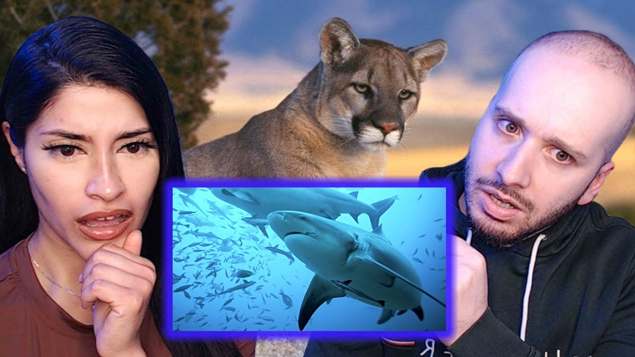 Brits React to Animals Only Found In America