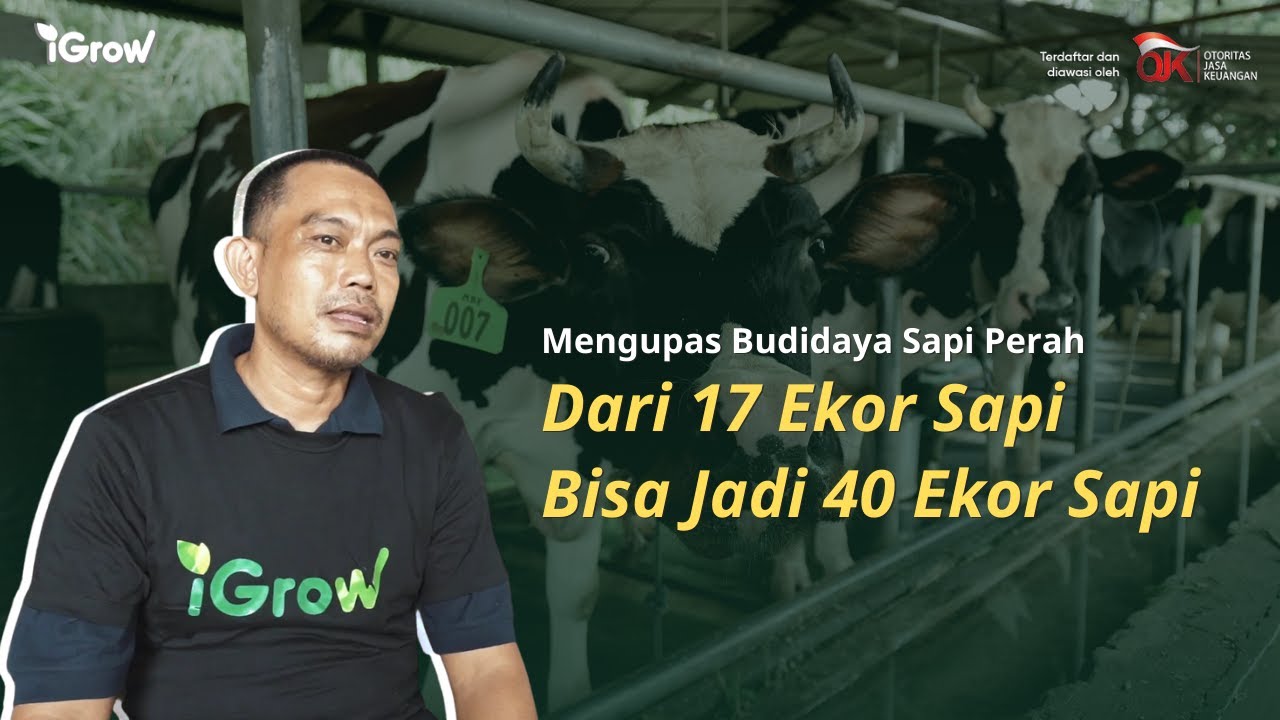 Budidaya Sapi Perah - Dari 17 Ekor Bisa Jadi 40 Ekor Sapi
