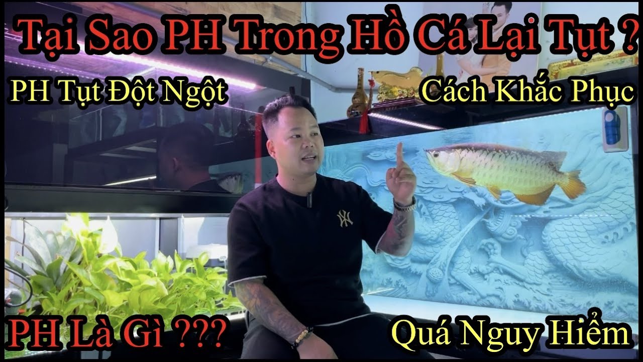 Tại Sao PH Trong Hồ Cá Rồng Lại Tụt ? | PH có Quan Trọng Hay Không ? Và cách Khắc Phục