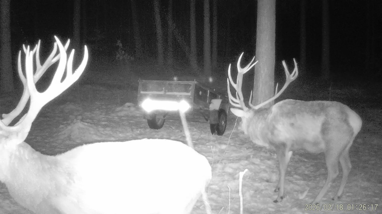 Konkretne Jelenie Byki💪🦌 2026r I przyczepka na Zrzuty😝🦌