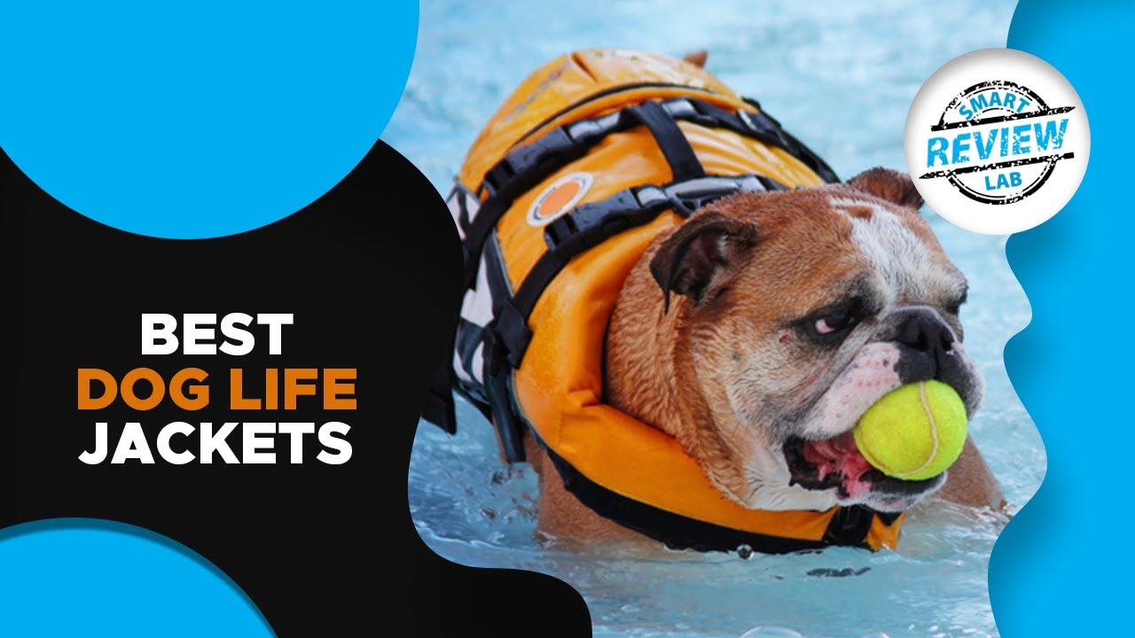 ▶️Top 5 Best Dog Life Jackets For 2020 - [ Buying Guide ]