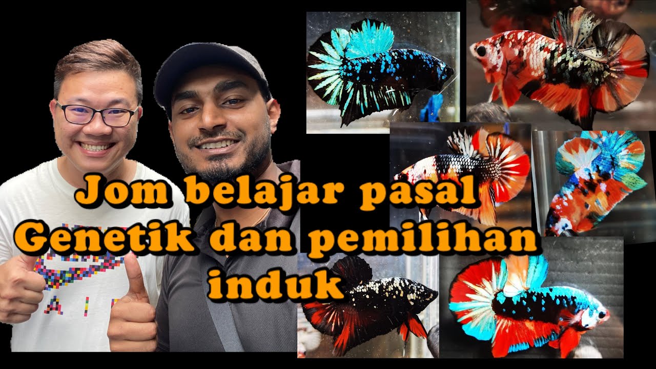 Cara untuk pilih pasangan // Apa itu genetik?? by Yaw Ch