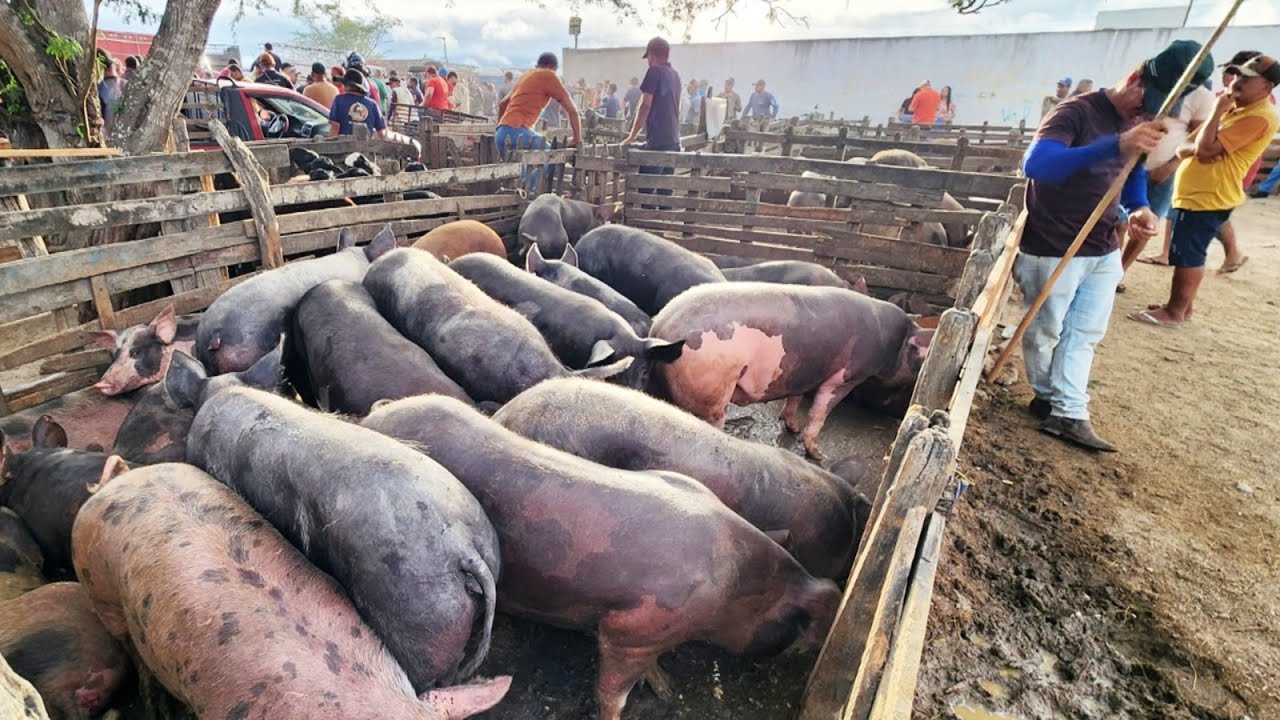 FEIRA DE SUÍNOS EM CACHOEIRINHA-PE   15-01-2026 #nordeste