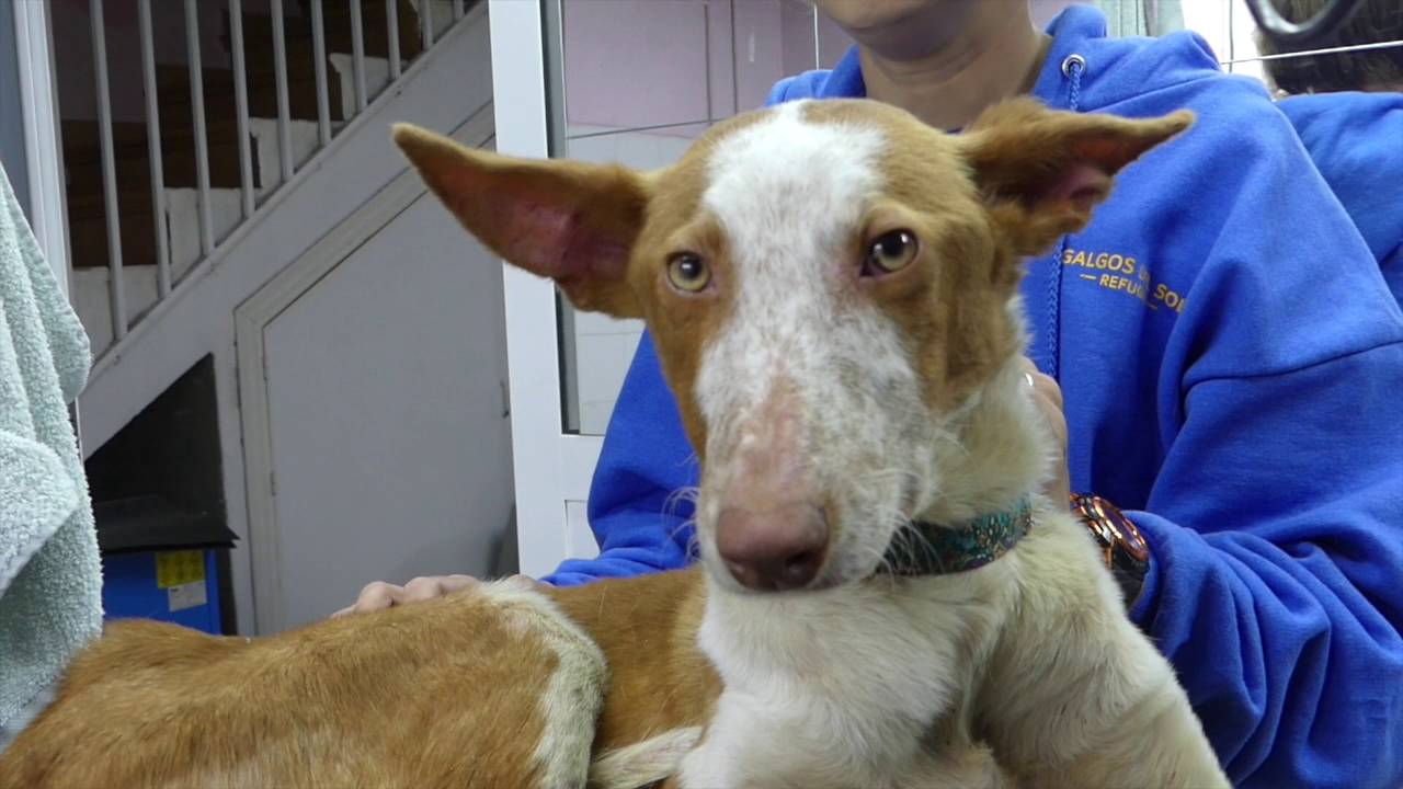 Two young podencos left to die on the streets!