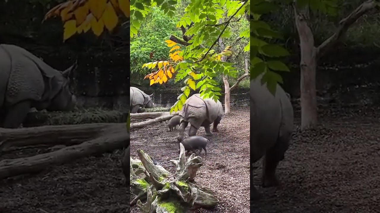 Exploring the Majestic Indian Rhinoceros