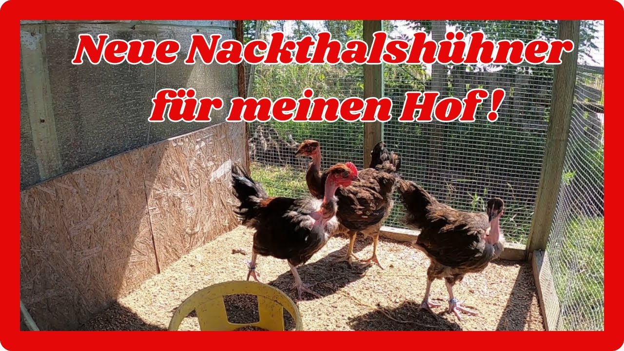 Neue Nackthalshühner für den Hof  ! Juli 2024