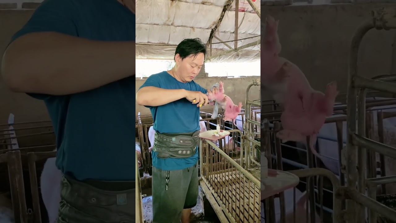 Tail Docking and Teeth Clipping on new born piggy for healthy growth 👀
