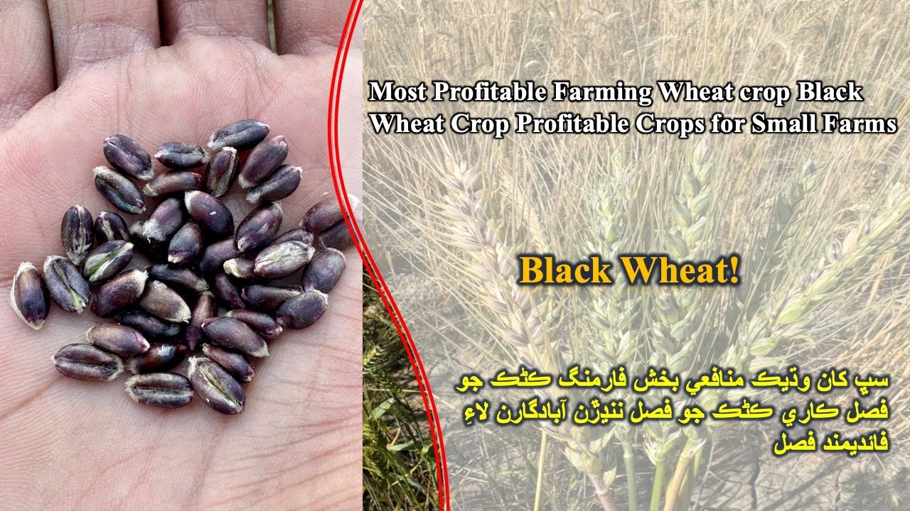 Most Profitable Farming Wheat Crop Black Wheat Crop Profitable Crops for Small Farms