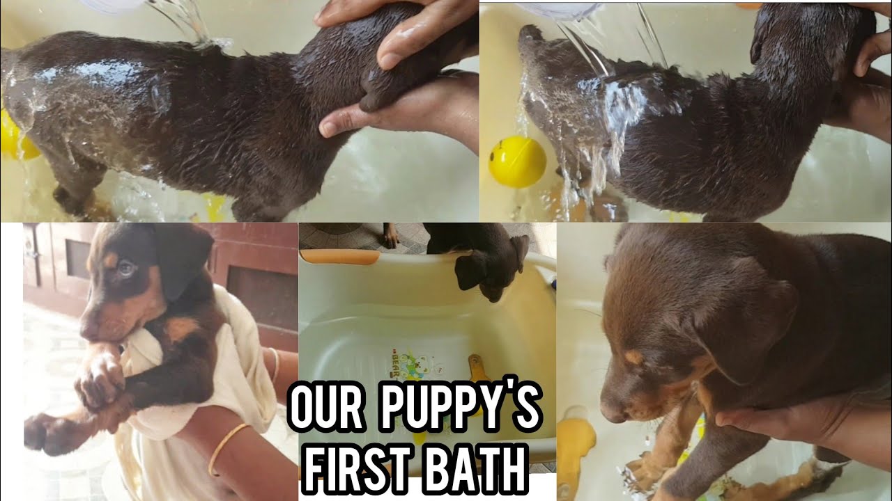Puppy's first bath | Our Doberman Puppy's first bath | 50 days old puppy | Ceaser's first bath |