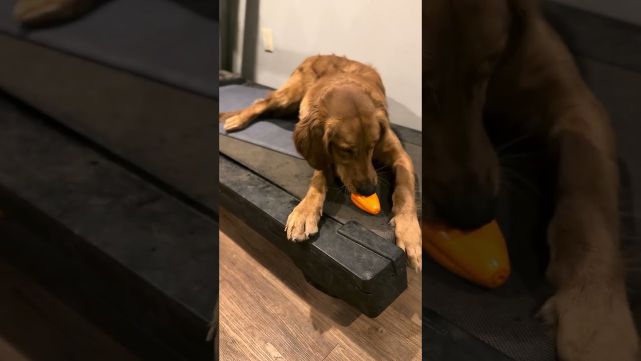 Using the Kong and dog enrichment to keep Laycie busy 