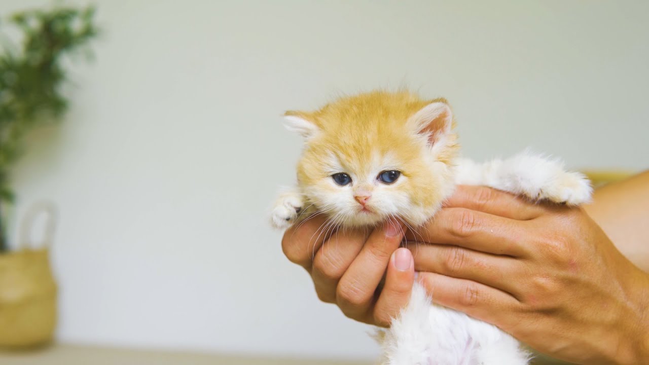 Kitten Pudding Wants To Be The 