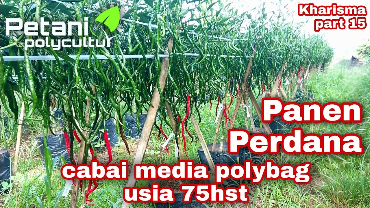 cabai media polybag usia 75hst // panen perdana cmk Kharisma