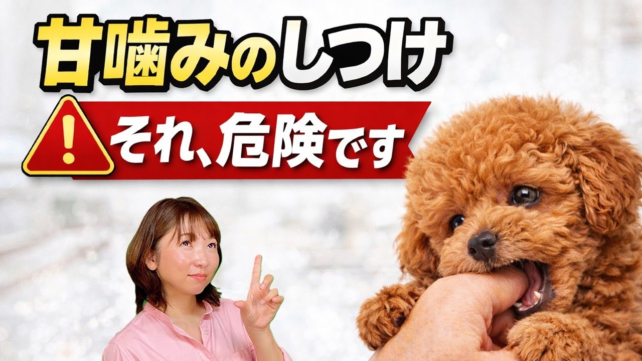【子犬 噛み癖】やっていませんか？“本気噛み”に変わるしつけ方！犬のしつけエマチャンネル【犬のしつけ＠横浜】
