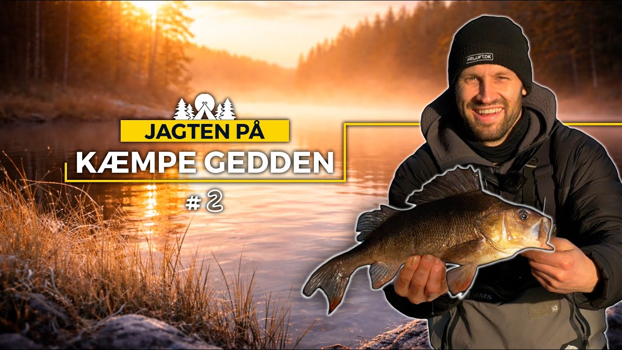 Fanger KÆMPE Aborre under geddefiskeri | Jagten på Kæmpe Gedden #2