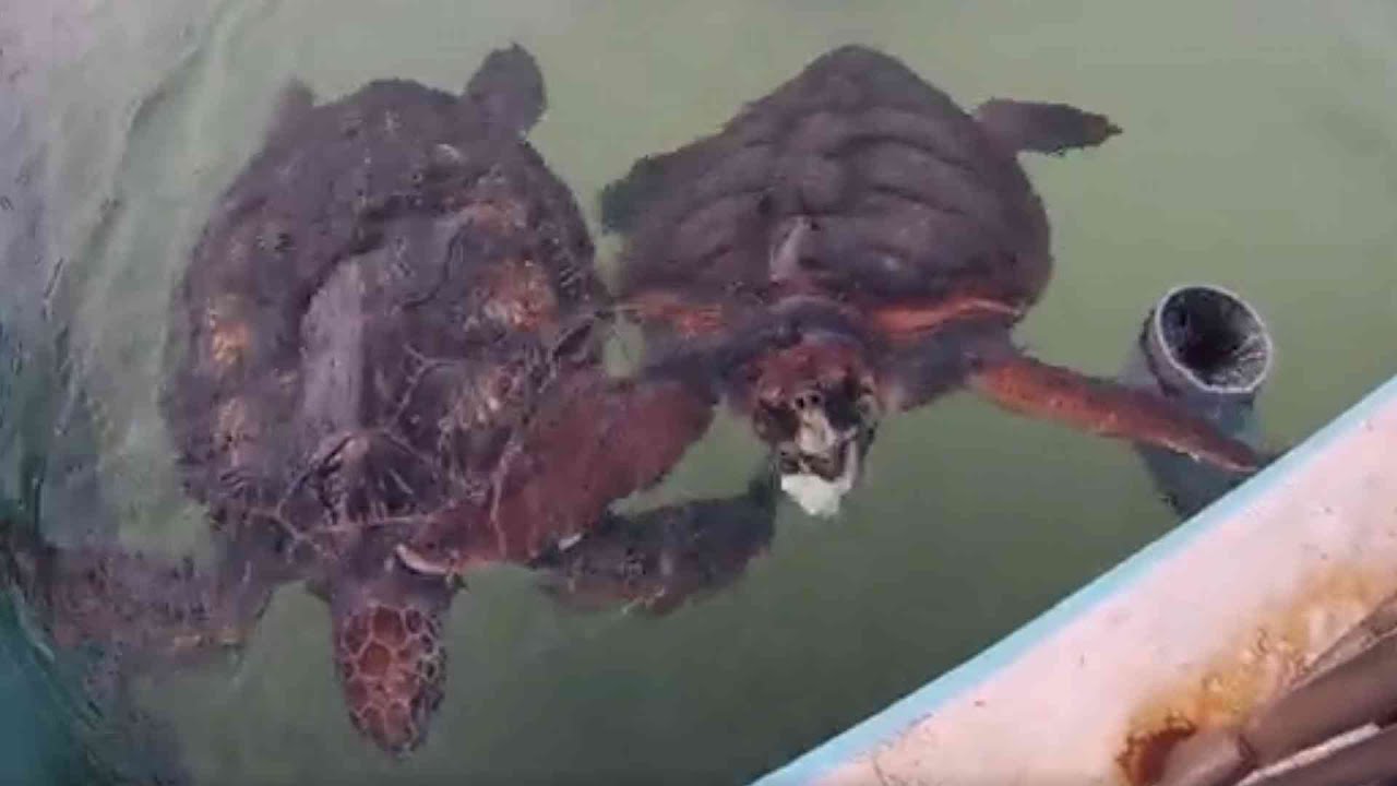 令和の釣り道楽　2026年1月18日　シードーナツ水族館　に行きました　天草かな