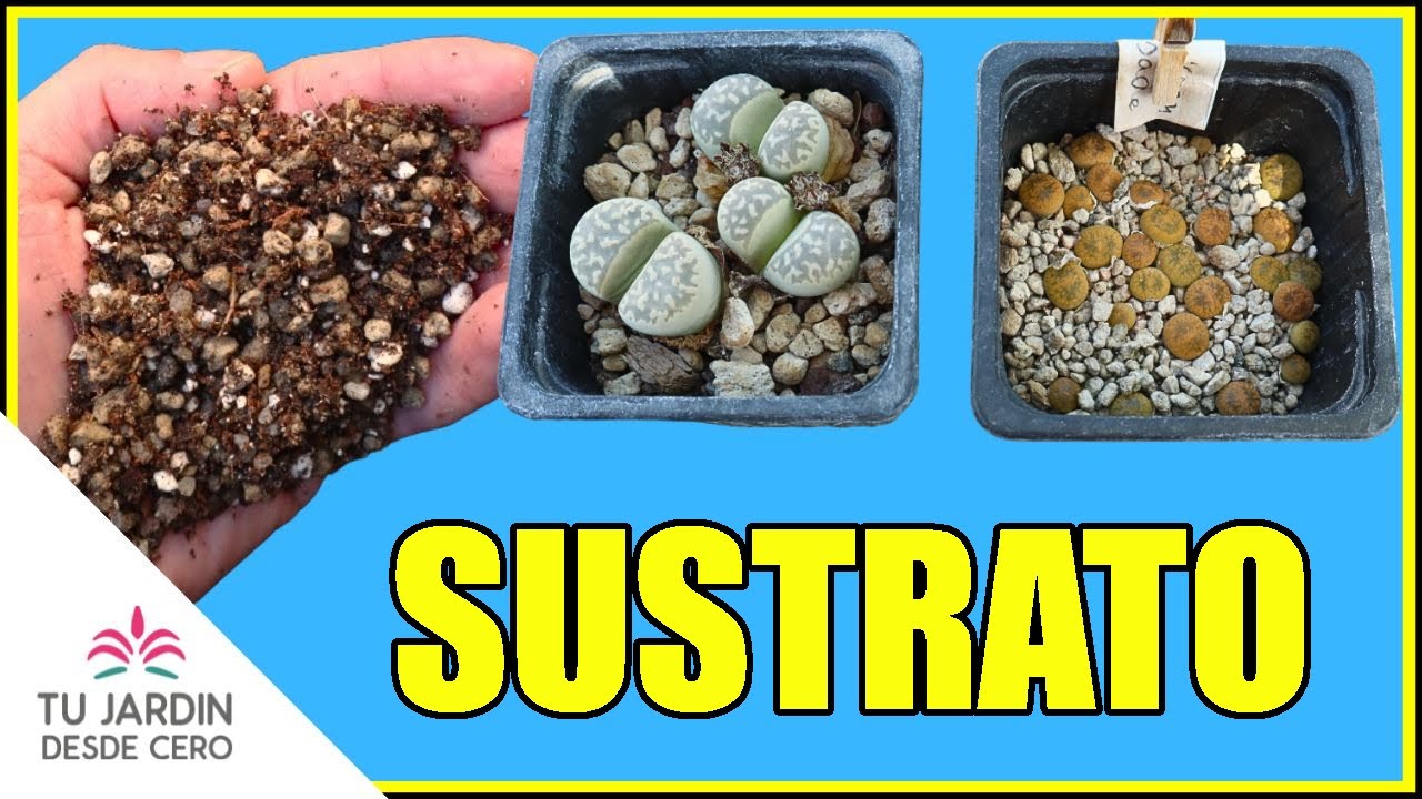&iquest;Qu&eacute; SUSTRATO usar para Lithops? &iexcl;CON ALTERNATIVAS! + 6 TRUCOS
