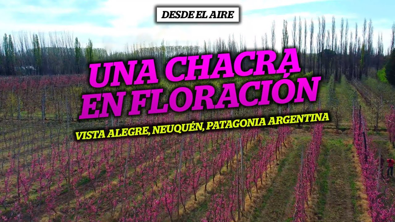 🌸🌸 Te mostramos desde el aire una CHACRA EN FLORACION   🏵️ Vista Alegre, NEUQUÉN 💮  2024 🌸🌸