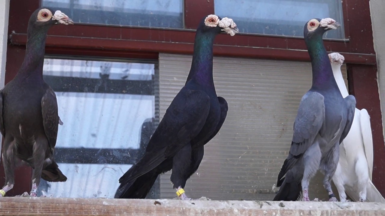 My English Carrier Pigeons - 2.4.2018 - CZE