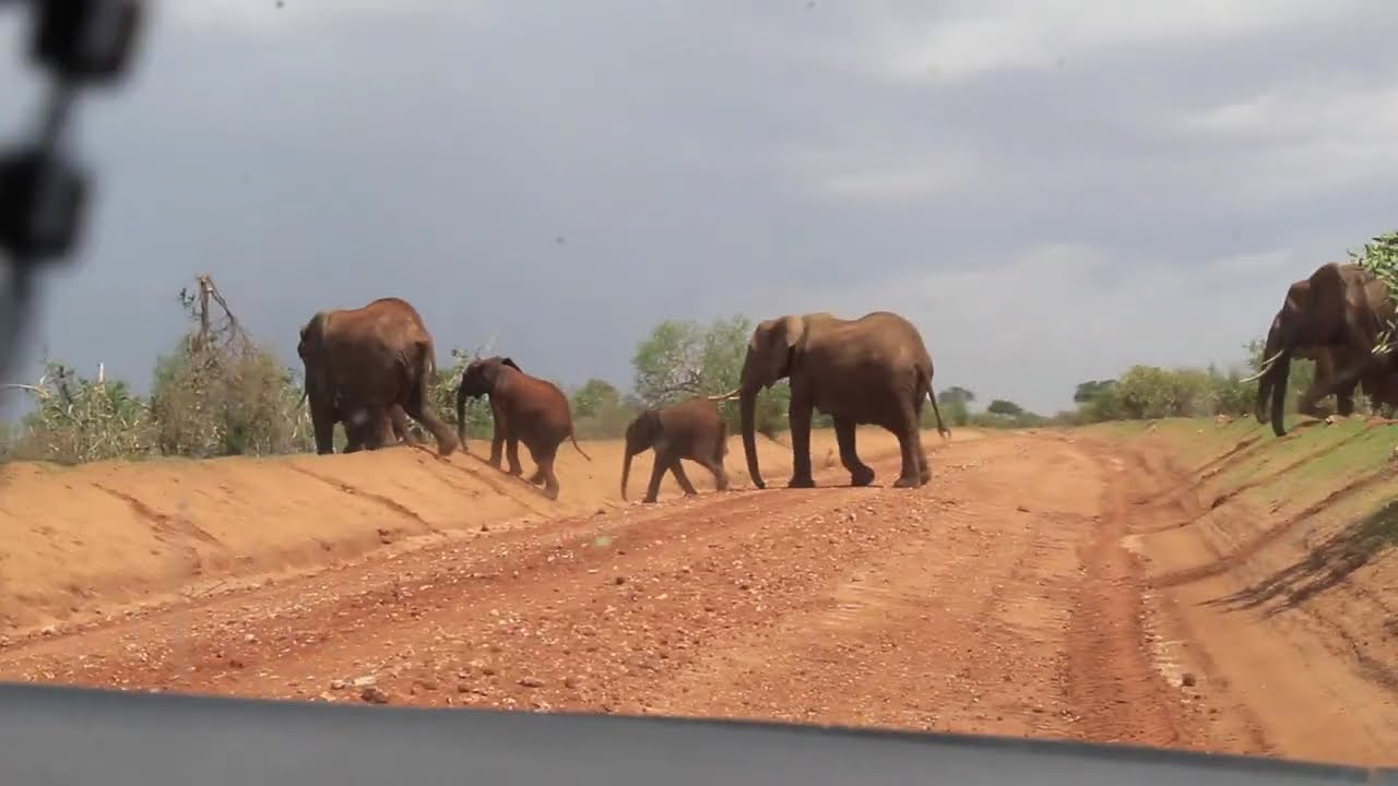 Safari Adventure: Scenic Voi - Sala Gate drive through Tsavo East National Park