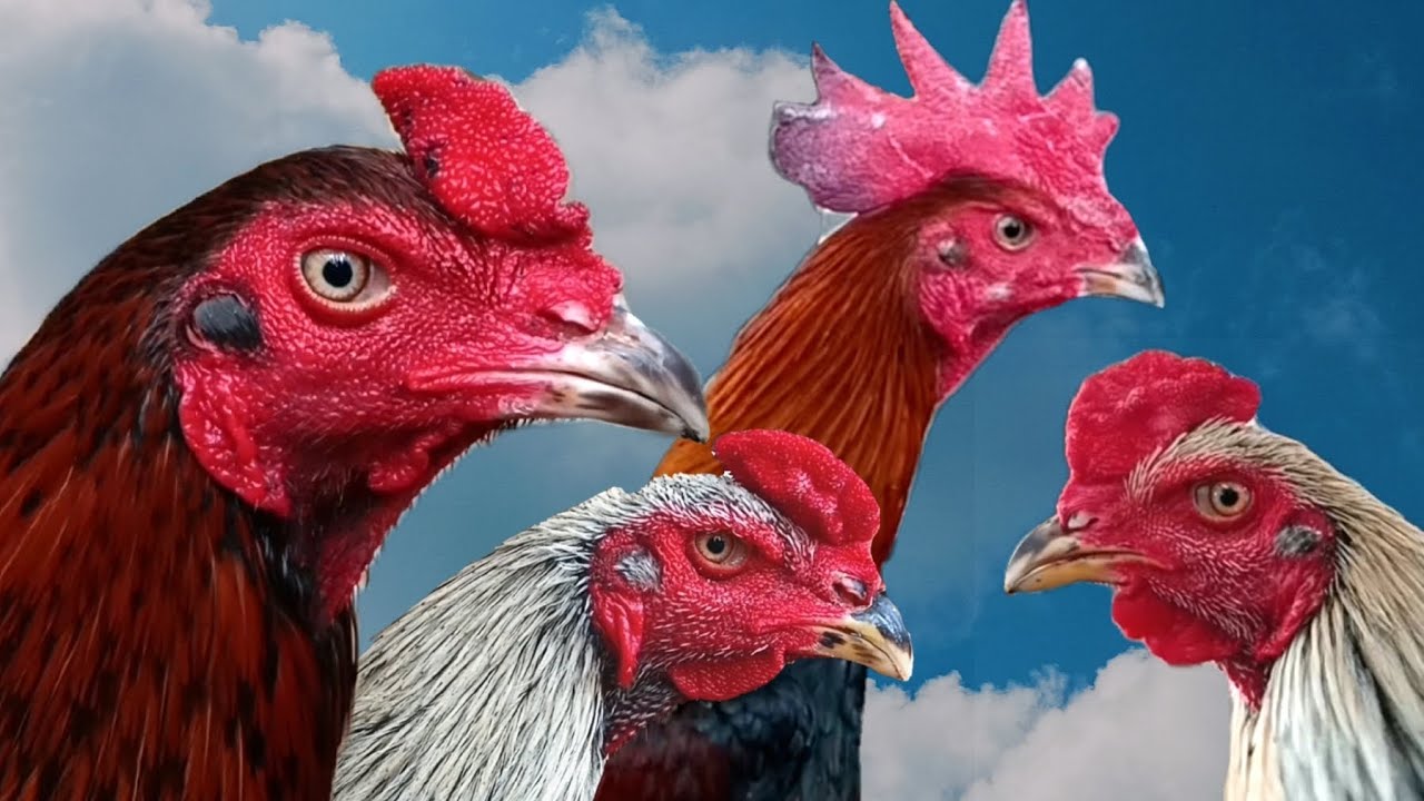 “Keliling Pasar Lumajang 🐔 Tanya Harga & Jenis Ayam ke Pedagang | Ayam Pasar”