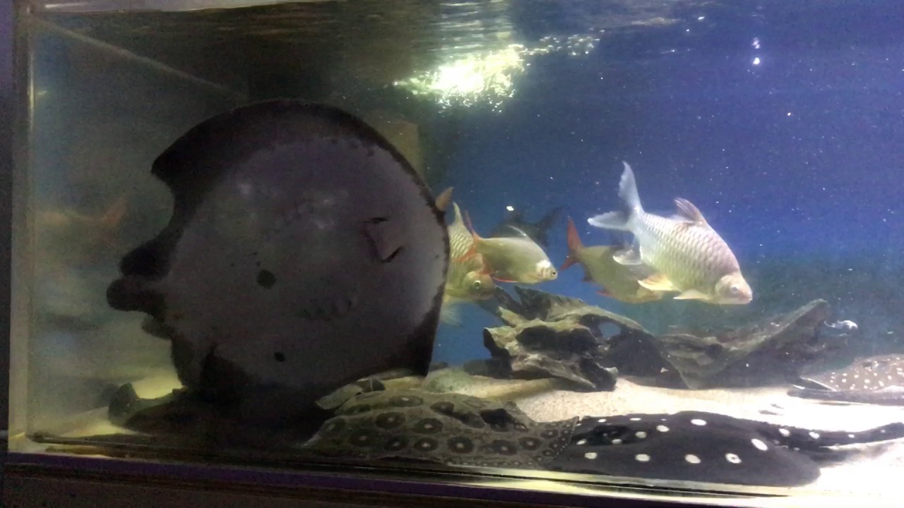 Potamotrygon Motoro Breeding - Freshwater Stingray